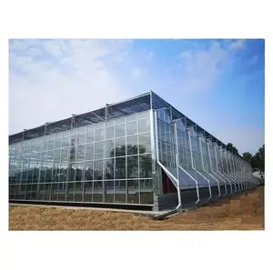 Hot Sale Large Commercial Agricultural Venlo Glass Greenhouses Turnkey Project for Vegetable Cultivation