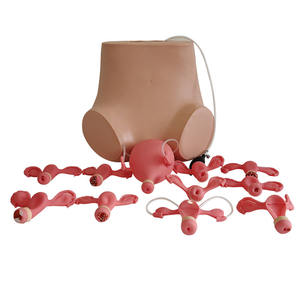 Modelo de treinamento ginecológico, modelo avançado de exame simulado ginecológico feminino - Product Image 4