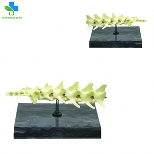 Tamaño de la vida de pvc <span class=keywords><strong>canino</strong></span> perro vértebras animal modelo de <span class=keywords><strong>esqueleto</strong></span> para la venta de animales de modelo linternas modelos anatómicos - Product Image 2