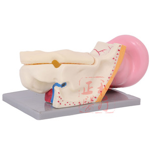 แบบจำลองกายวิภาคหูเจิ้งเหอ ขยาย 3-5 เท่า โครงสร้างหูภายนอก กลาง ภายใน แบบจำลองการสอนทางการแพทย์ - Product Image 2