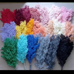 Fiori Secchi di Felce Ming, Asparagus Felice Naturale Essiccato e Conservato per Decorazioni di Matrimoni, Natale, Laurea e Capodanno Cinese - Product Image 2