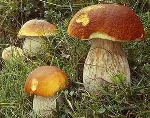 Boletus edulis porcini Pilzex trakt Pulver Polysaccharid