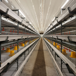 TBB-Cage pour poulets de chair automatique en acier de type H pour poulailler, cage pour animaux de ferme - Product Image 2