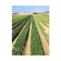 Semoir de riz industriel, pour graines de riz, Assurance contre le commerce