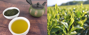 Japanese High Quality Organic <strong>Green</strong> Sencha <strong>Tea</strong> for Wholesale - Product Image 6
