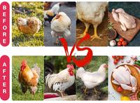 Betaine hydrochloride de qualité alimentaire HS 96%-98% pour poulets de chair : Réduit la graisse abdominale et optimise la forme de poudre de méthionine