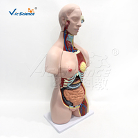 Modèle anatomique de torse unisexe en 32 parties, taille réelle, 333 structures numérotées pour l'enseignement en laboratoire d'anatomie, CE ISO ROHS CNAS