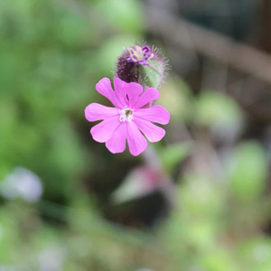 Una bombilla de flores silvestres-Red <span class=keywords><strong>Campion</strong></span>, puede ayudar a las abejas a volver con plantas de flores silvestres fácilmente plantadas - Product Image 2