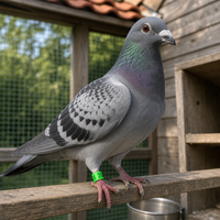 Bague de pied ronde légèrement rugueuse écologique pour pigeons de reproduction et de course, modèle 2026, fabriquée en Chine