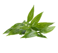 Fournisseur d'extrait de plante d'Andrographis Paniculata en poudre, extrait d'Andrographis Paniculata à 98%