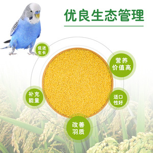 Nourriture pour oiseaux Millet jaune décortiqué Spécial pour perruches et calopsites Alimentation écologique pour animaux de compagnie - Product Image 1