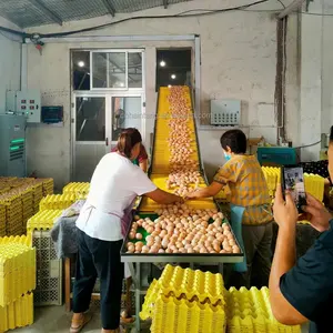 Équipement automatique de collecte d'œufs et machine d'emballage d'œufs de ponte de cage de poulet de ferme avicole