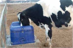 Cuve pour <span class=keywords><strong>vache</strong></span>, réservoir d'eau pour bétail, bol d'eau pour cheval en <span class=keywords><strong>fonte</strong></span>, 40 couverture - Product Image 2