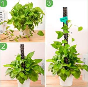 เสามอสพลาสติก30นิ้วแบบงอได้เป็นมิตรกับสิ่งแวดล้อมสำหรับรากอากาศแข็งแรง - Product Image 2