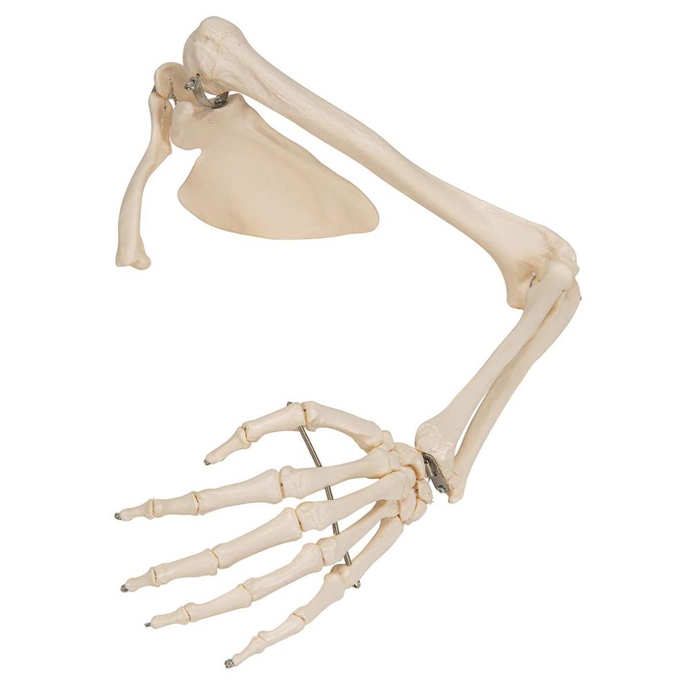 SKELETON ARM スケルトンアーム 海外玩具 Amazon.com: Skeletons And More SM370D Skeleton Arms, Left
