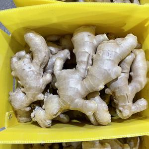 ג 'ינג' ר צהוב יבש מיובש מ סין מכירה חמה ג 'ינג' ר טרי - Product Image 3