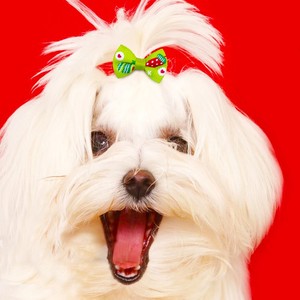 Lazo floral para el pelo de perro, lazo para peluquería canina, venta al por mayor de fábrica, accesorios de moda para el pelo en bolsa OPP, accesorios sostenibles de invierno para Navidad - Product Image 2