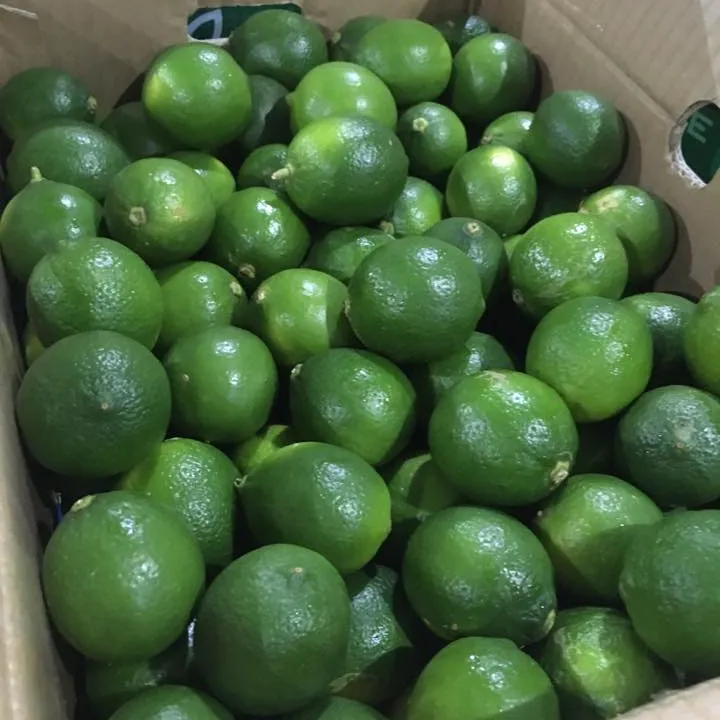 VIETNAM FRESH SEEDLESS GREEN LIME GOOD PRICE FOR DUBAI MARKET +84765149122