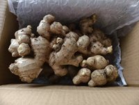 Gingembre blanc frais de qualité supérieure, gingembre chinois en racine, 25 kg, norme d'exportation pour l'assaisonnement alimentaire, par Xinyouju