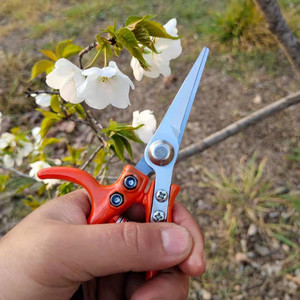 Tijeras para recoger frutas de naranja, herramienta de poda de cabeza recta con hoja de acero inoxidable de 40mm para huertos y jardines - Product Image 2