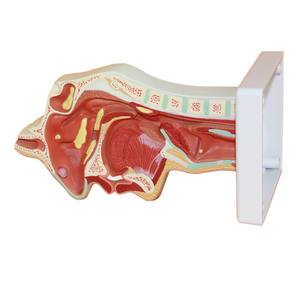 शरीर रचना विज्ञान मॉडल की नाक गुहा के शिक्षण मॉडल Otorhinolaryngology पैथोलॉजी मॉडल की नाक गुहा नाक मुंह की संरचना - Product Image 4