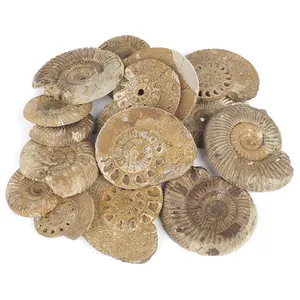 Vente en gros de 6-8cm, grand fossile Antique en Ammonite demi-coupé à vendre