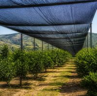 Filet d'ombrage noir tissé pour l'agriculture, protection des plantes en serre, toile d'ombrage avec bord renforcé et œillets