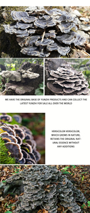 Extracto <span class=keywords><strong>de</strong></span> <span class=keywords><strong>Cola</strong></span> <span class=keywords><strong>de</strong></span> <span class=keywords><strong>Pavo</strong></span> (Coriolus Versicolor) Polisacárido Orgánico Natural - Product Image 3