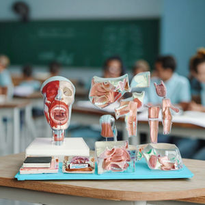 Modèle anatomique médical du nez, de la bouche, du pharynx et du larynx, modèle d'enseignement scientifique médical - Product Image 6