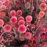 Fleurs et plantes préservées 20-25 têtes Fleurs séchées préservées Blue Planet Fleurs naturelles pour la maison ou la Saint-Valentin