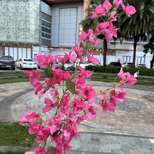 ดอกไม้ประดิษฐ์จาก Bougainvillea สำหรับงานแต่งงานของตกแต่งบ้าน - Product Image 4