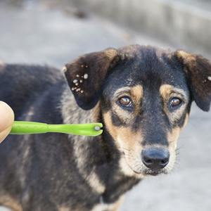 Clip eliminador de pulgas portátil de plástico para mascotas, peine de gotas, tratamiento Universal de pulgas y garrapatas para perros - Product Image 4