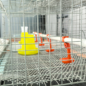 Htype gà trang trại thiết bị lồng cho gia cầm lớp gia cầm pin Lồng cho Gà Thịt lớp nhà máy Nhà cung cấp trực tiếp - Product Image 2