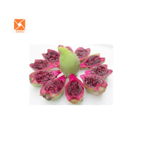 Poudre de jus de fruits de Cactus Soluble dans l'eau Ficus Opuntia rouge naturel d'approvisionnement d'usine