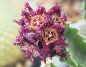 ผง <span class=keywords><strong>caralluma</strong></span> <span class=keywords><strong>fimbriata</strong></span> สารสกัดจาก <span class=keywords><strong>Caralluma</strong></span> <span class=keywords><strong>Fimbriata</strong></span> <span class=keywords><strong>Caralluma</strong></span> <span class=keywords><strong>Fimbriata</strong></span> - Product Image 3