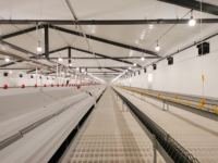 Hontech-wins Contrôleur DMX 4 canaux intelligent avec simulation de l'aube, gradateur LED, garantie 5 ans, élevage de volailles, 220V/110V, étanche, Max