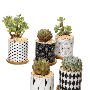 Nouveau géométrique noir et blanc succulent pot de fleur en <span class=keywords><strong>c</strong></span>éramique pot de fleur produit de <span class=keywords><strong>droit</strong></span> <span class=keywords><strong>d</strong></span>'<span class=keywords><strong>auteur</strong></span> bassin en <span class=keywords><strong>c</strong></span>éramique - Product Image 1