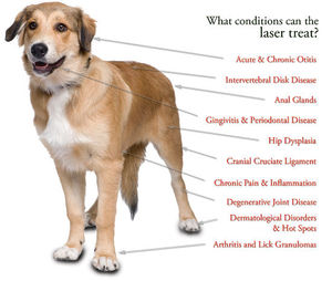 Appareil de thérapie laser portatif pour soulager la douleur musculaire et améliorer la santé des articulations des animaux de compagnie - Convient aux chevaux, aux chats et aux chiens - Product Image 5