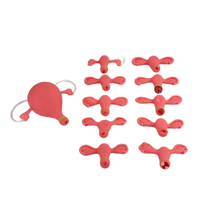 Trainings modell für weibliche Becken untersuchungen für Erwachsene | Gynäko logischer Geschicklichkeit simulator - Product Image 4