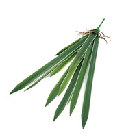 Daun Cymbidium Sentuhan Realistis, Daun Buatan untuk Dekorasi Rumah, Ruang Makan, Rangkaian Dinding Hijau
