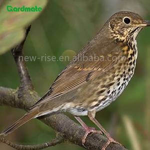 GARDMATE 1KG <span class=keywords><strong>Gammarus</strong></span> séché pour oiseaux sauvages Poissons Reptiles Tortues Terrapins & Rongeurs-Aliments de qualité supérieure à haute teneur en protéines et en matières grasses - Product Image 2