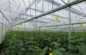 Chất lượng cao Morden Multi-span phim nhựa nhà kính khung cấu trúc cho thương mại nông nghiệp - Product Image 4