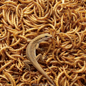 <strong>Natural</strong> Dried Yellow Mealworms High Protein <strong>Feed</strong> for Bluebirds <strong>Chickens</strong> Hedgehogs Reptiles - Product Image 3