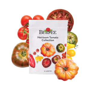 Burpee Favorites 10 paquetes de tomate de herencia no OGM fibra de plantación ecológica para jardines de interior <span class=keywords><strong>macetas</strong></span> de flores artificiales - Product Image 1