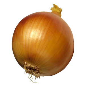 Oignon jaune de marque Moon Star, variété Texas Grano OPV, pureté 99,99 %, variété commerciale à pollinisation libre, pureté pour la production agricole - Product Image 3