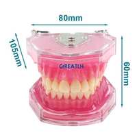 Dispositivo dental Dientes extraíbles dientes tipodont modelo de estudio de ortodoncia dental modelo de dientes dentales