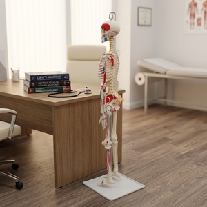 Modelo de esqueleto <span class=keywords><strong>humano</strong></span> de PVC de 85 cm, medio <span class=keywords><strong>cuerpo</strong></span>, <span class=keywords><strong>con</strong></span> músculos coloreados, marcas de origen, nervio espinal <span class=keywords><strong>y</strong></span> disco, <span class=keywords><strong>con</strong></span> soporte colgante para biología <span class=keywords><strong>y</strong></span> ciencia - Product Image 4