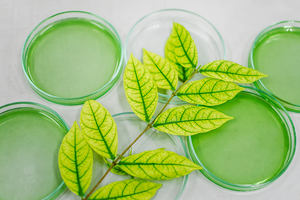 Poudre de <span class=keywords><strong>Concombre</strong></span> Pure et Naturelle de Qualité Alimentaire - Poudre de Légumes Séchée en Fût pour Arôme Alimentaire, Soins de la Peau et Applications Boissons - Product Image 4