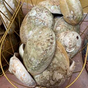 polished <b>abalon</b> <b>shell</b> Vietnam seashell Eco-Friendly Natural Seashell Handmade Modern Souvenir natural - Product Image 6