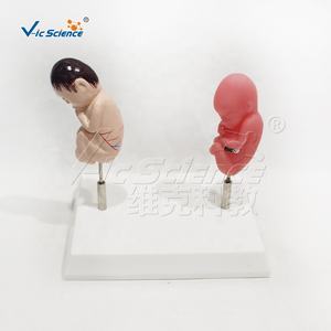 Modèle de démonstration comparatif de fœtus en bonne santé et de fœtus fumeurs à des fins de formation - Product Image 2